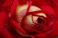 Red rose close-up in drops of dew. Royalty Free Stock Photo