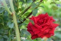Red rose close up Royalty Free Stock Photo