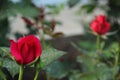 Red rose close up in the garden. Royalty Free Stock Photo