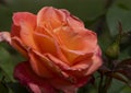 Red rose close up in garden Royalty Free Stock Photo