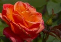 Red rose close up in garden Royalty Free Stock Photo