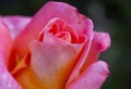 Red rose close up in garden Royalty Free Stock Photo