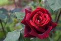 Red rose close  up in garden Royalty Free Stock Photo