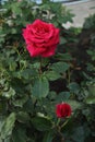 Red rose close up in the garden. Royalty Free Stock Photo