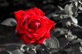 Red rose close-up on a gray background