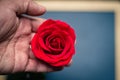 Red rose close up on human hand vintage Royalty Free Stock Photo