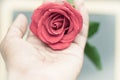 Red rose close up on human hand vintage Royalty Free Stock Photo