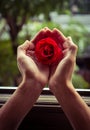 Red rose close up on human hand vintage Royalty Free Stock Photo