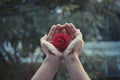 Red rose close up on human hand vintage Royalty Free Stock Photo