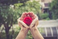 Red rose close up on human hand vintage Royalty Free Stock Photo