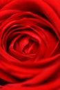 Red rose