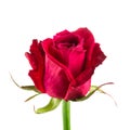 Red rose close-up isolated on a white background