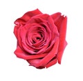 Red rose close-up isolated on white background, large flower Royalty Free Stock Photo