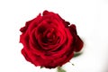 Red rose close-up, isolated on white background. Royalty Free Stock Photo