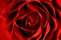 Red Rose close-up macro Royalty Free Stock Photo