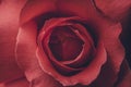 Red Rose Close Up Macro - Abstract Background . Detail of rose petal  for background image Royalty Free Stock Photo