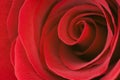 Červená ruža z blízka 