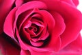 red rose close-up, Macro Flower Background Photo Royalty Free Stock Photo