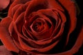 Red Rose Close Up Royalty Free Stock Photo