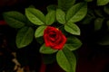 Red rose close up macro top front shot with leaves on a dark background Royalty Free Stock Photo