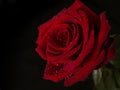 Red Rose close up / macro with water droplets on black background Royalty Free Stock Photo