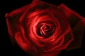 Red rose close up painted with lightstick Royalty Free Stock Photo