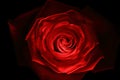 Red rose close up painted with lightstick