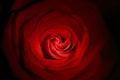 Red rose close up painted with lightstick Royalty Free Stock Photo