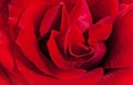 Red rose close-up