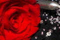 Red rose Royalty Free Stock Photo