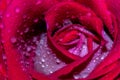 Macro shot of a beautiful red rose after a rainy day, full of raindrops Royalty Free Stock Photo