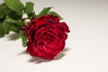 Red Rose Royalty Free Stock Photo