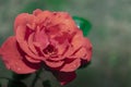 Red rose  close-up. there are raindrops. Royalty Free Stock Photo