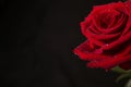 Red Rose close up with water droplets on black background Royalty Free Stock Photo