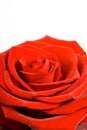 Red rose close up on white Royalty Free Stock Photo