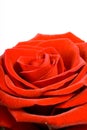 Red rose close up on white Royalty Free Stock Photo