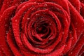 Red Rose Closeup Royalty Free Stock Photo