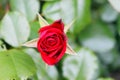 Red rose