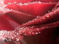 Red rose closeup background. Royalty Free Stock Photo