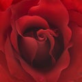 Red rose closeup background