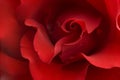 Red rose closeup background Royalty Free Stock Photo