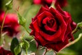 Red rose closeup background. Royalty Free Stock Photo