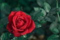 Red rose closeup background in daylight , rose for holidays or valentines days Royalty Free Stock Photo