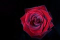 Red rose closeup on a black background