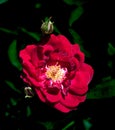 Red rose  closeup with dark green leaf background Royalty Free Stock Photo