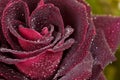 Red rose closeup. Flowers art design.