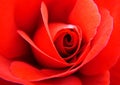 Red rose closeup