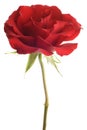 Red rose closeup isolated on white background Royalty Free Stock Photo