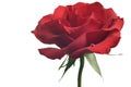 Red rose closeup isolated on white background Royalty Free Stock Photo