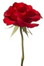 Red rose closeup isolated on white background Royalty Free Stock Photo